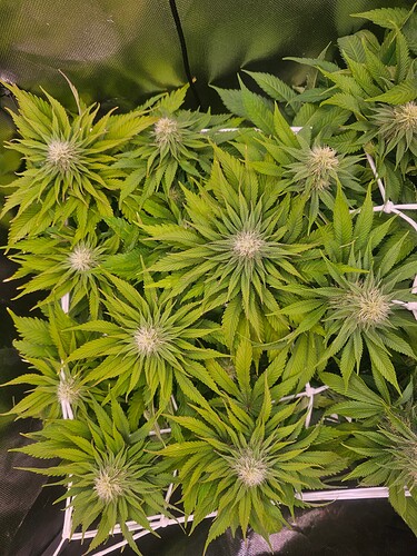 Growreport Bild 2