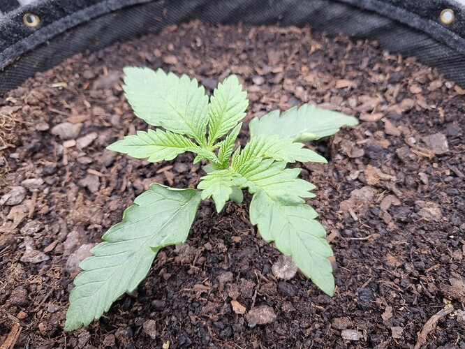 Growreport Bild 40
