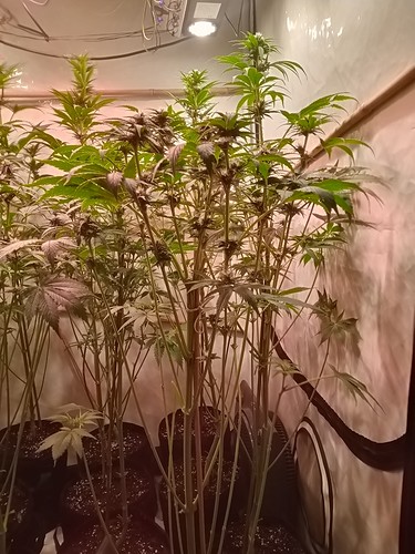 Growreport Bild 67