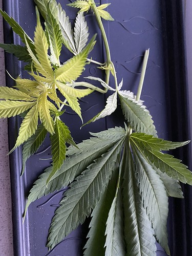 Growreport Bild 2