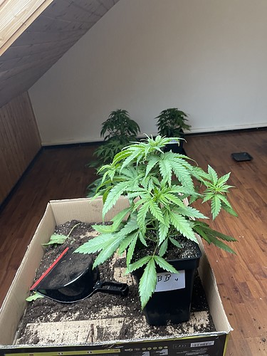 Growreport Bild 29