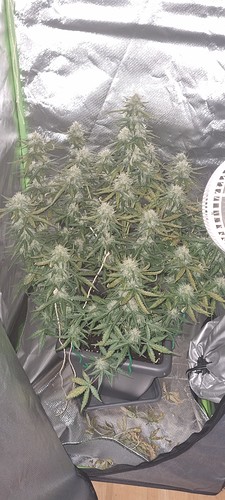 Growreport Bild 3
