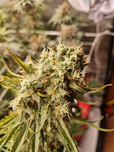 Growreport Bild 25