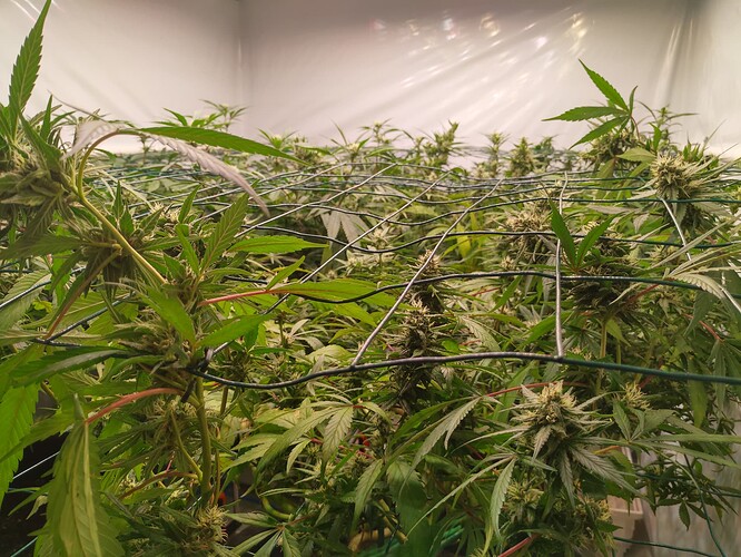 Growreport Bild 12