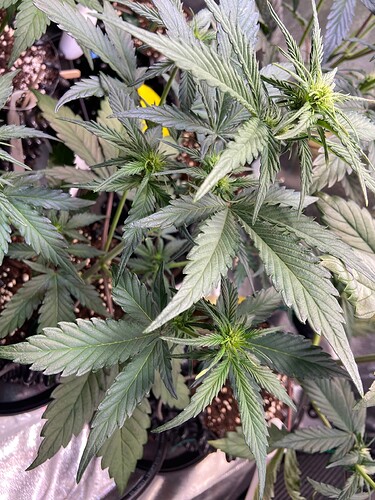 Growreport Bild 7