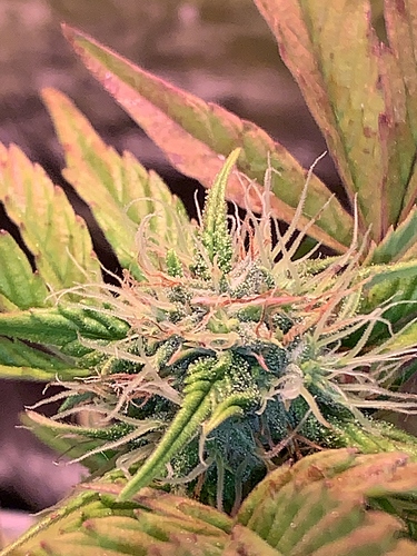 Growreport Bild 3