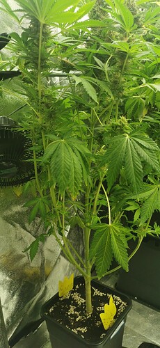 Growreport Bild 61