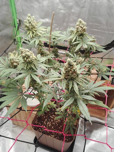 Growreport Bild 7