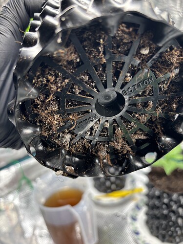 Growreport Bild 111