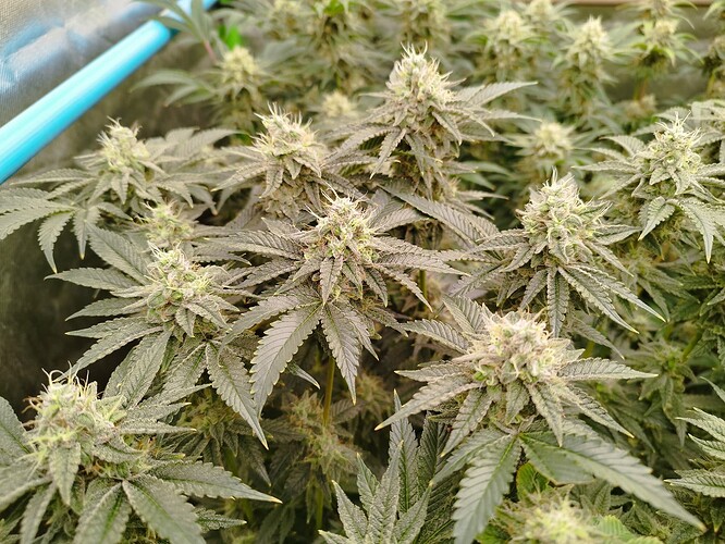 Growreport Bild 6