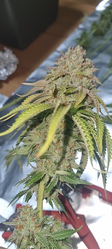 Growreport Bild 11
