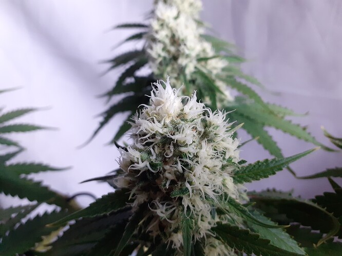 Growreport Bild 173