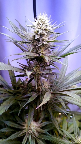 a_IMG_20200904_095422