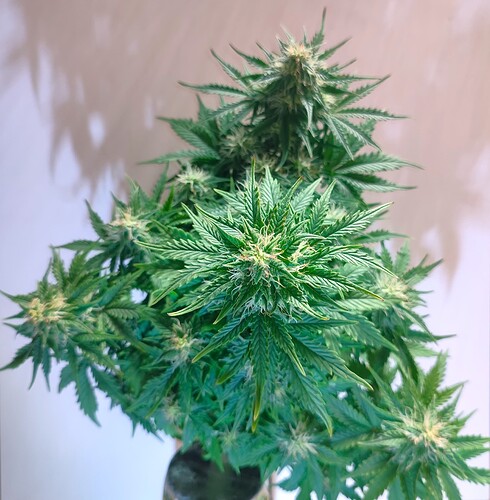 Growreport Bild 33