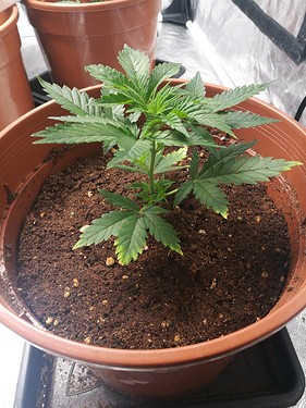 164066978463782948351