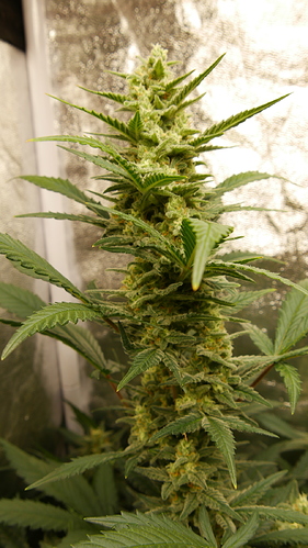 Growreport Bild 13