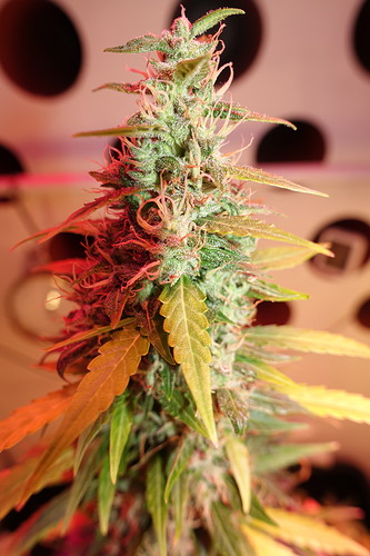Growreport Bild 10