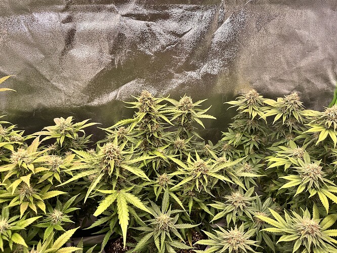 Growreport Bild 7