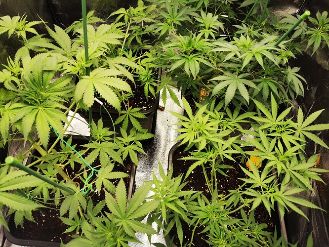 Growreport Bild 2