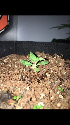 Growreport Bild 19