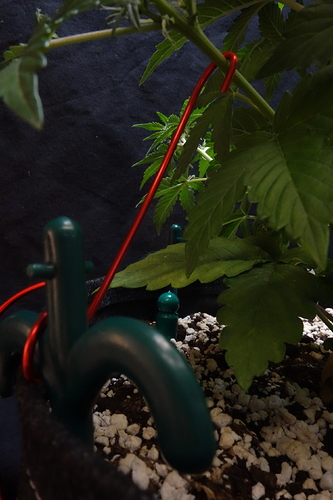 Growreport Bild 47