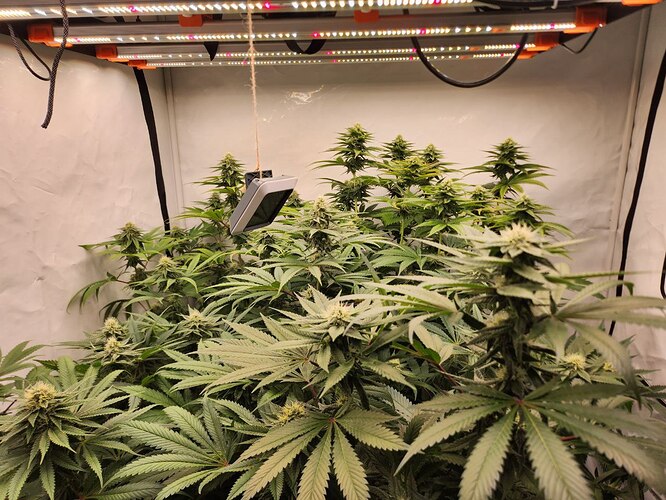 Growreport Bild 4
