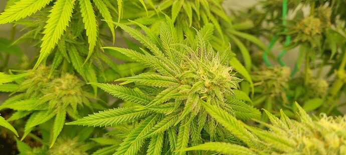 Growreport Bild 2