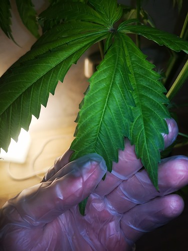 Growreport Bild 3