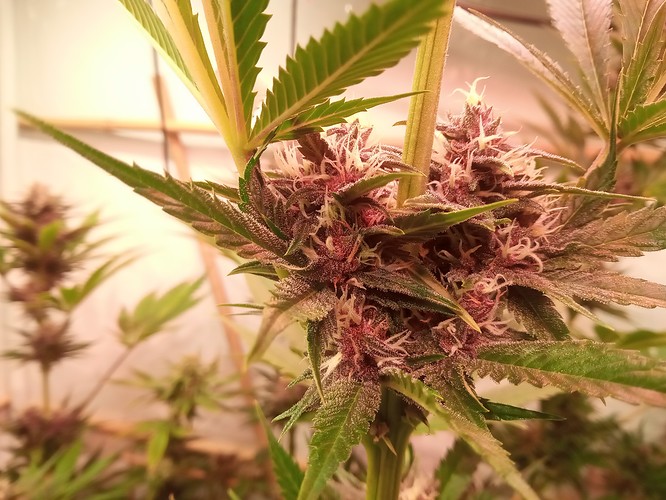 Growreport Bild 65