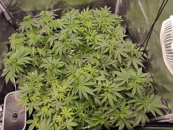Growreport Bild 3