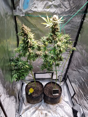 Growreport Bild 16