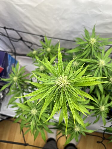 Growreport Bild 14