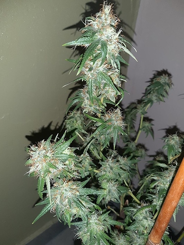 Growreport Bild 12