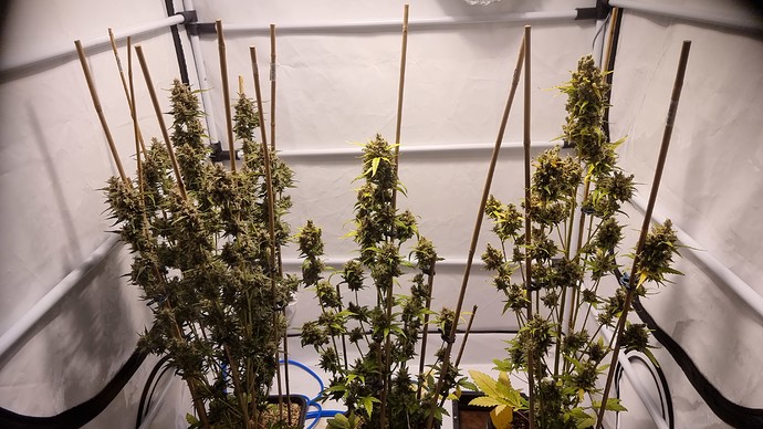 Growreport Bild 1