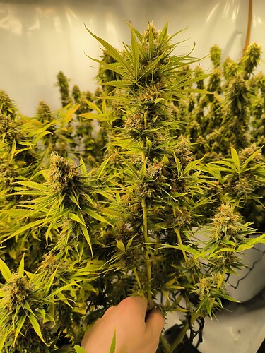 Growreport Bild 20
