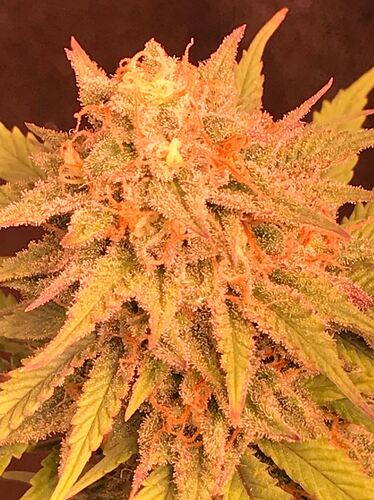 Growreport Bild 7