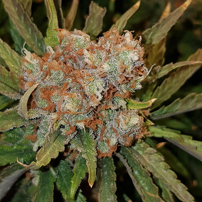 Growreport Bild 10