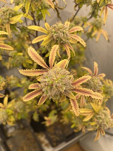 Growreport Bild 3