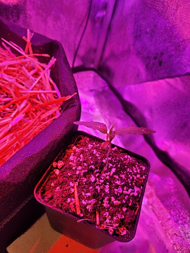 Growreport Bild 7