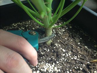 Growreport Bild 1