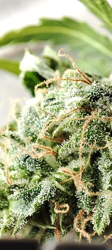 Growreport Bild 8
