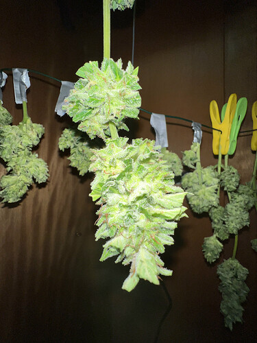 Growreport Bild 26