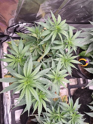 Growreport Bild 43