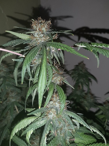 Growreport Bild 3