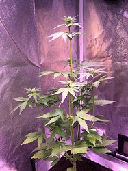 Growreport Bild 18