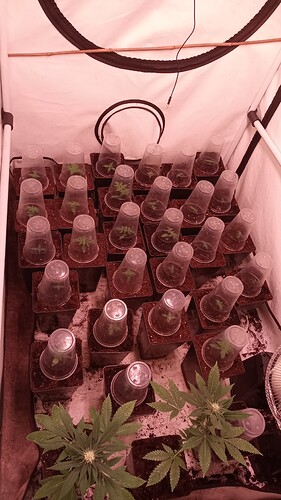 Growreport Bild 12