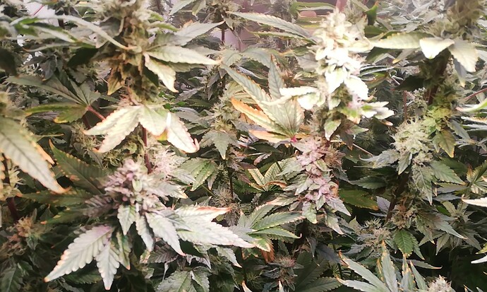 Growreport Bild 3
