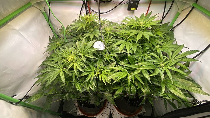 IMG_20240128_022832 - Kopie