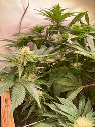 Growreport Bild 15