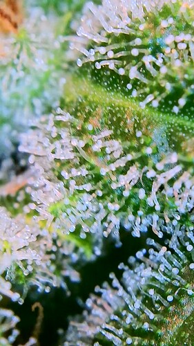 Growreport Bild 6
